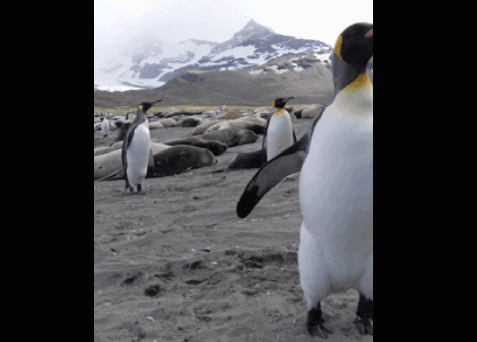 ANTARCTIQUE